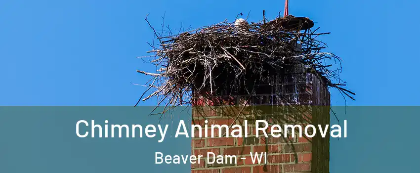  Chimney Animal Removal Beaver Dam - WI
